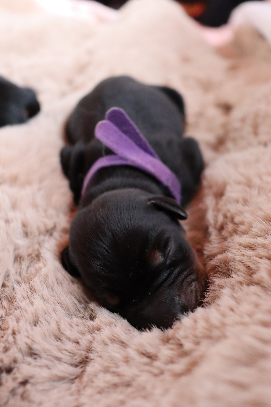 Du temple de kali - Chiots disponibles - Dobermann