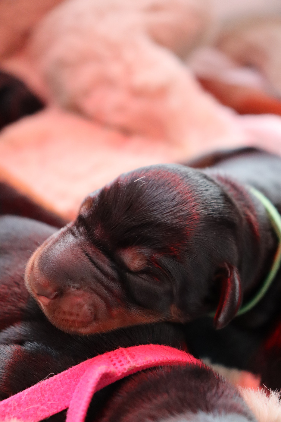 Du temple de kali - Chiots disponibles - Dobermann