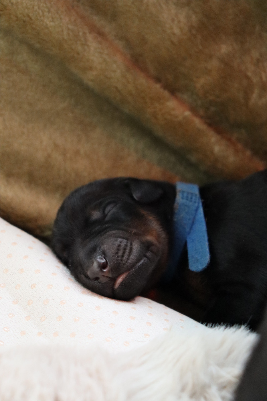 Du temple de kali - Chiots disponibles - Dobermann