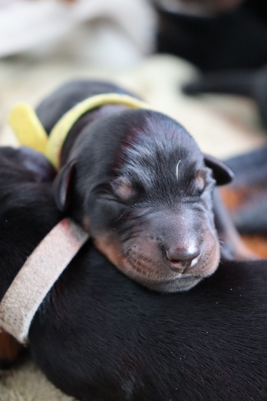 Du temple de kali - Chiots disponibles - Dobermann