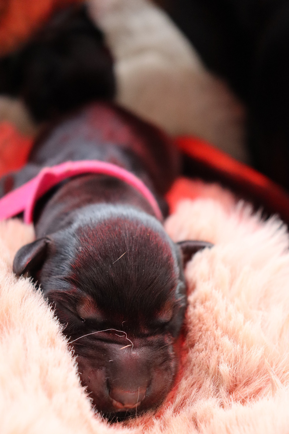 Du temple de kali - Chiots disponibles - Dobermann