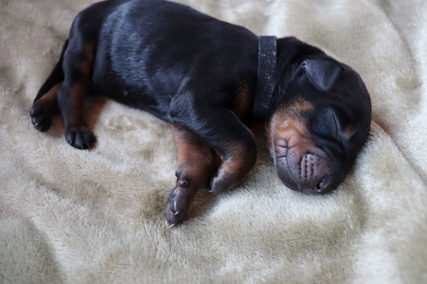 Du temple de kali - Chiots disponibles - Dobermann