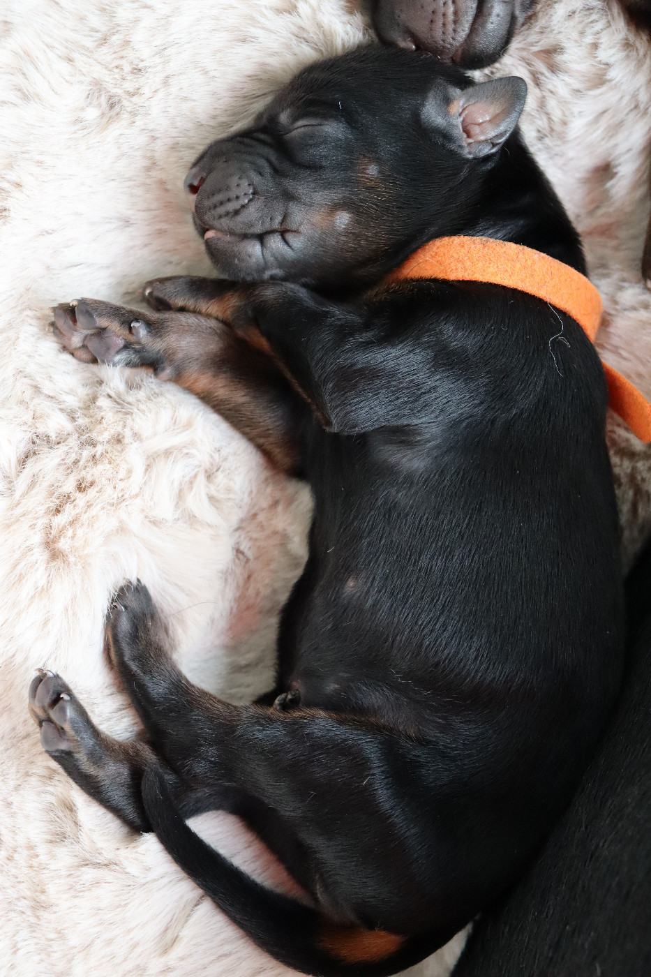 Du temple de kali - Chiots disponibles - Dobermann