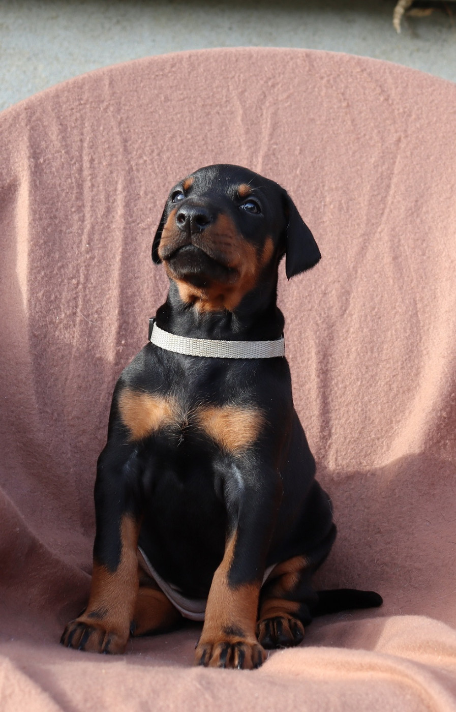 Du temple de kali - Chiots disponibles - Dobermann