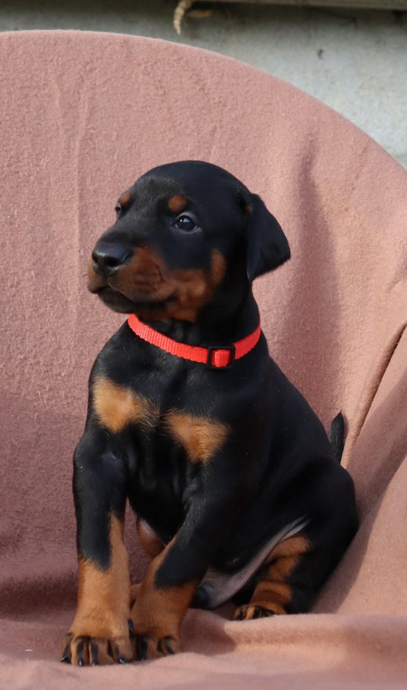 Du temple de kali - Chiots disponibles - Dobermann