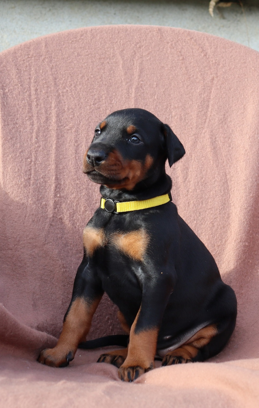 Du temple de kali - Chiots disponibles - Dobermann