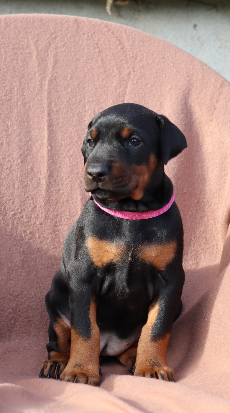 Du temple de kali - Chiots disponibles - Dobermann