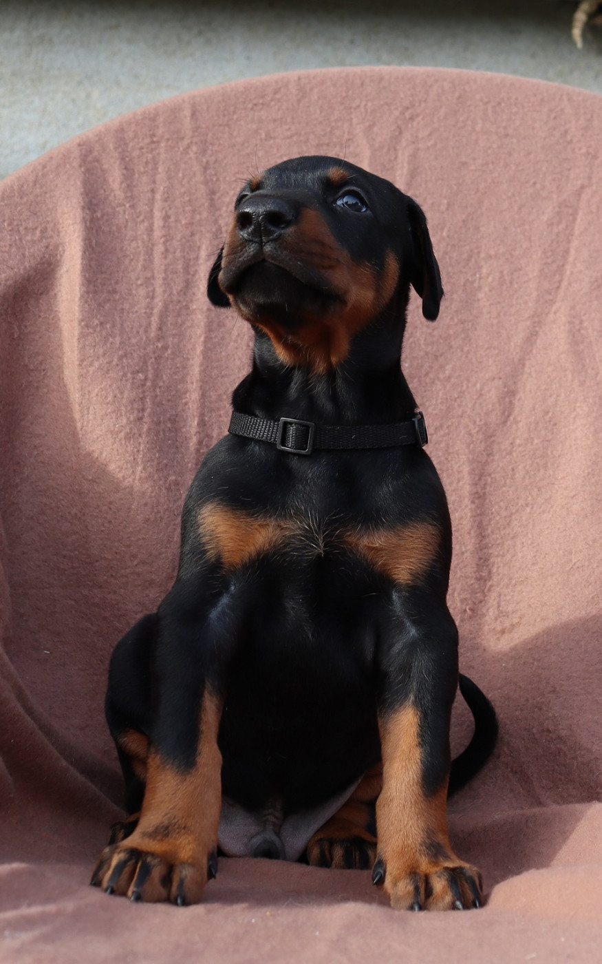 Du temple de kali - Chiots disponibles - Dobermann