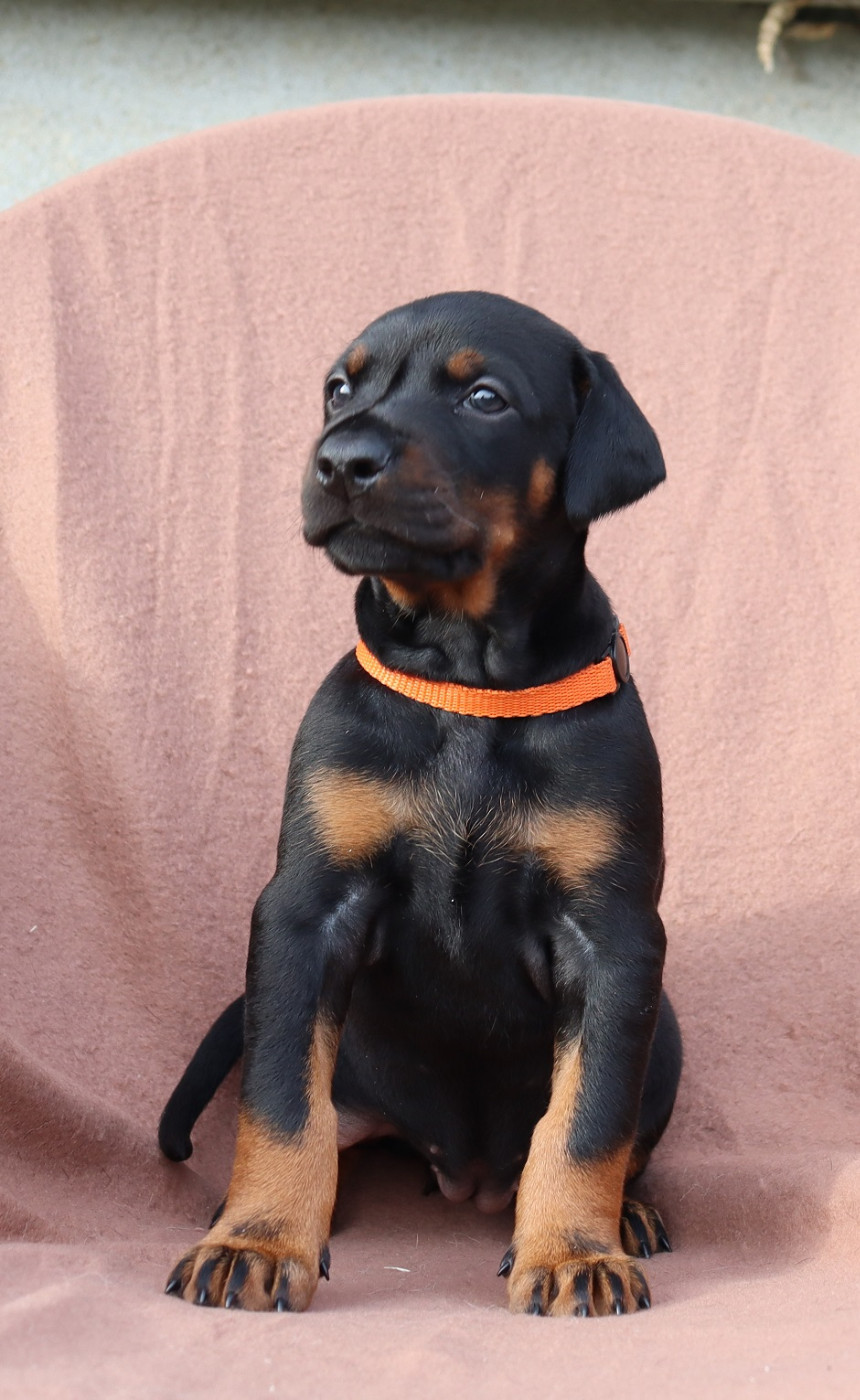 Du temple de kali - Chiots disponibles - Dobermann