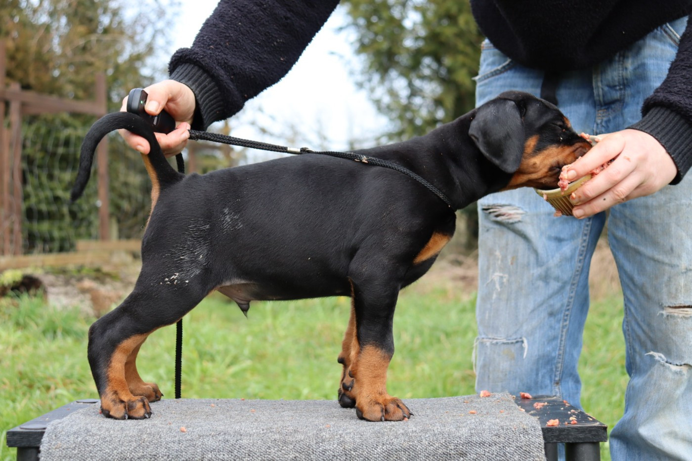 Du temple de kali - Chiots disponibles - Dobermann