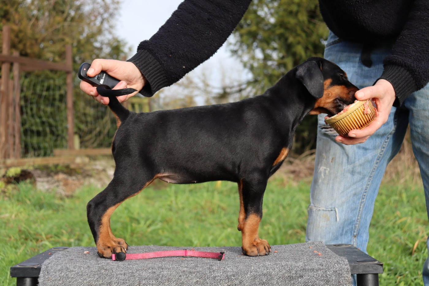 Du temple de kali - Chiots disponibles - Dobermann
