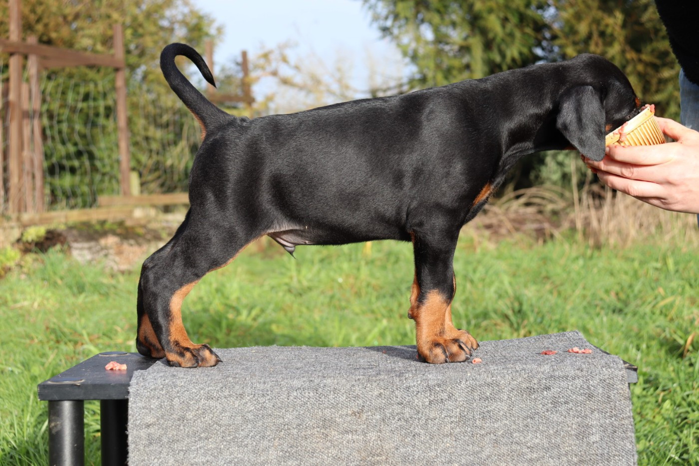 Du temple de kali - Chiots disponibles - Dobermann
