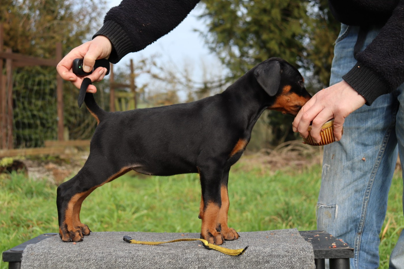 Du temple de kali - Chiots disponibles - Dobermann