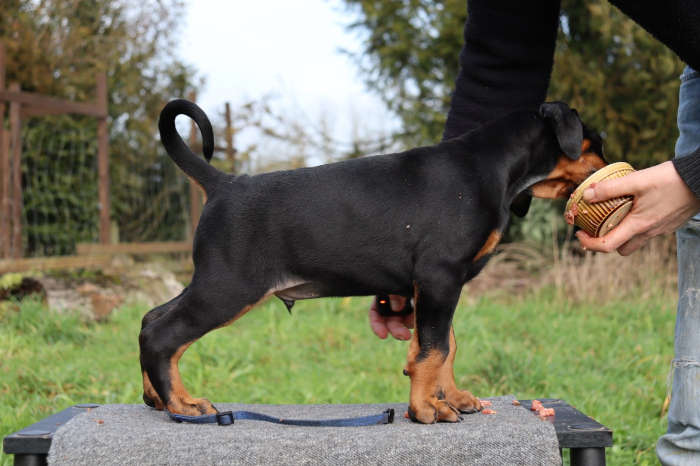 Du temple de kali - Chiots disponibles - Dobermann