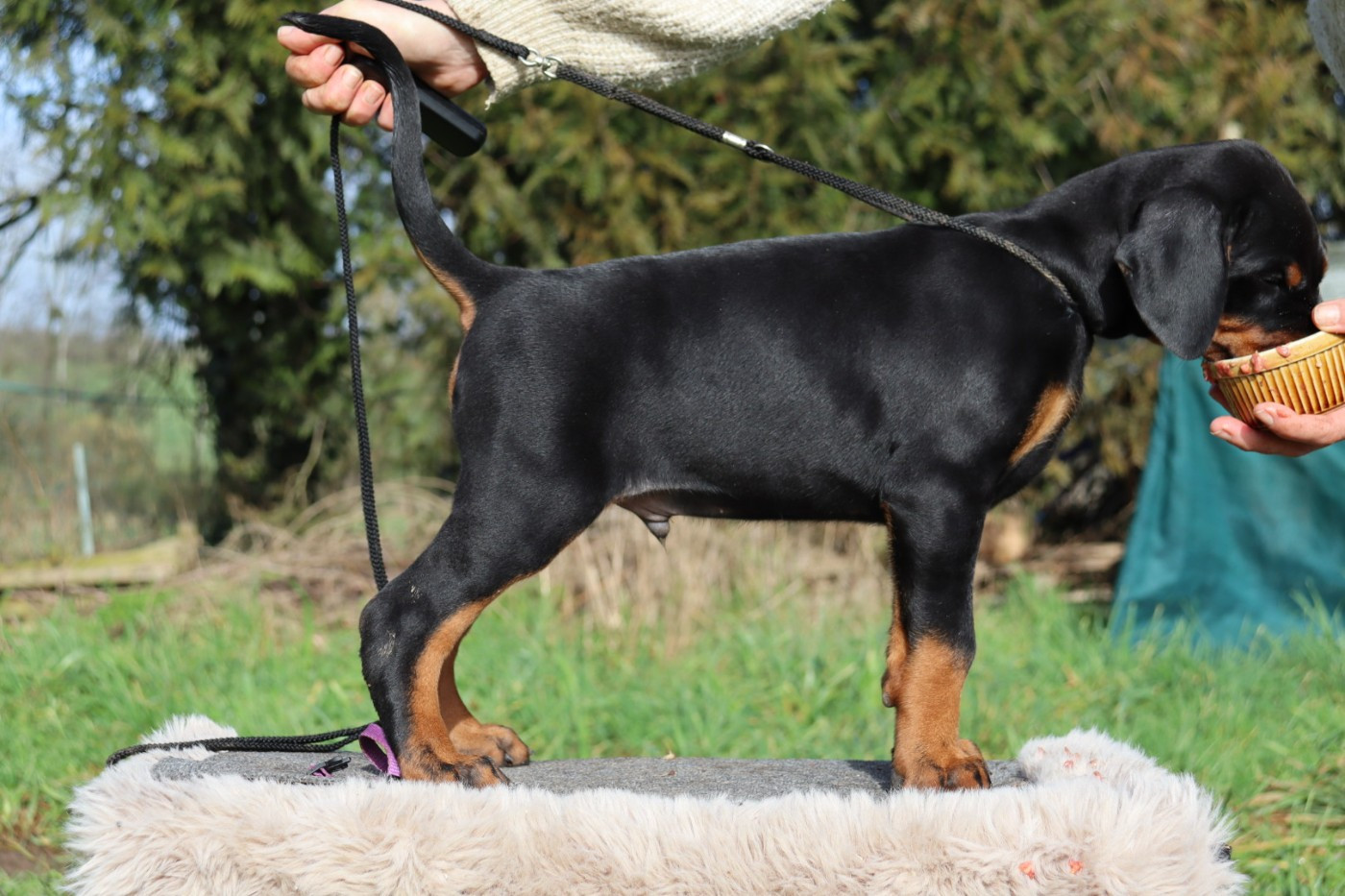 Du temple de kali - Dobermann - Portée née le 18/12/2025