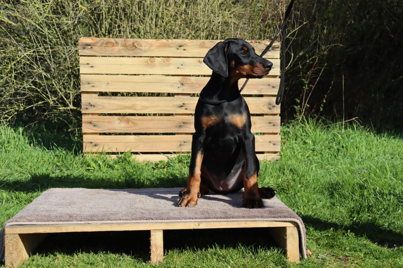 Du temple de kali - Chiots disponibles - Dobermann