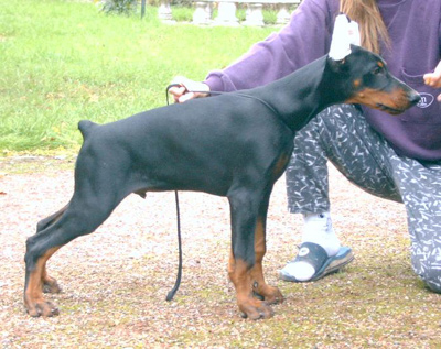 Du temple de kali - Dobermann - Portée née le 30/07/2003